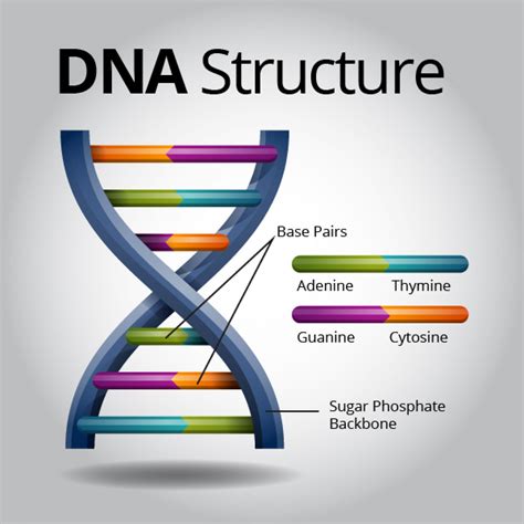 diagram of dna molecule